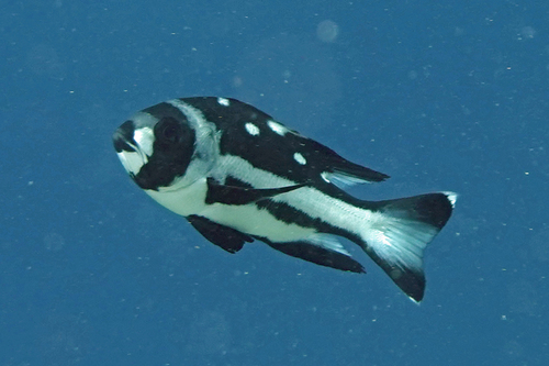 Black and white snapper (Macolor niger) — Lutjanidae — 4