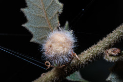 Disholandricus lasius