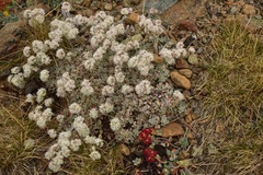 Eriogonum strictum