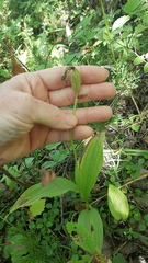 Cypripedium