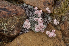 Eriogonum strictum