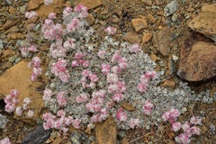 Eriogonum strictum