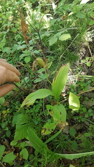 Cypripedium