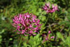 Nerine