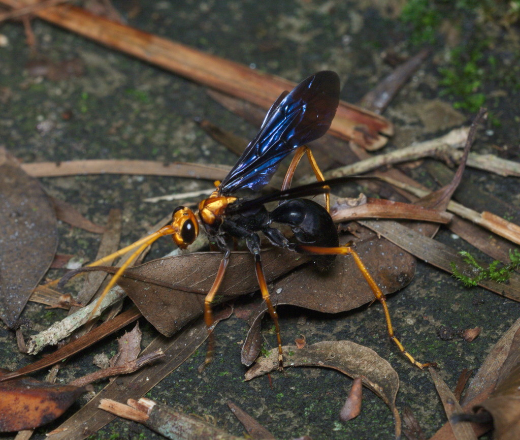 Yellow-headed spider-hunting wasp