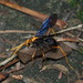 Yellow-headed Spider-hunting Wasp - Photo (c) portioid, some rights reserved (CC BY-SA), uploaded by portioid