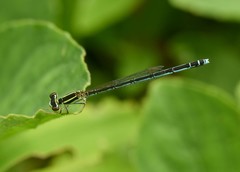 Agriocnemis lacteola