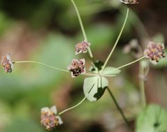 Bupleurum longifolium