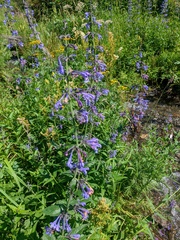 Nepeta sibirica