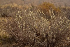 Eriogonum wrightii trachygonum
