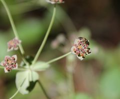 Bupleurum longifolium