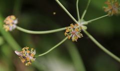 Bupleurum longifolium