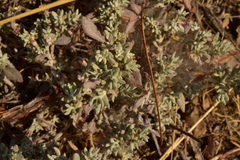Eriogonum wrightii trachygonum