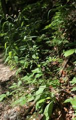 Bupleurum longifolium