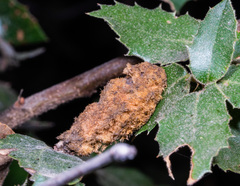 Heteroecus melanoderma