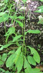 Bupleurum longifolium