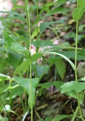 Bupleurum longifolium