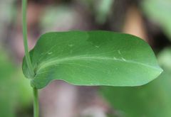 Bupleurum longifolium