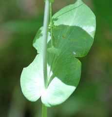 Bupleurum longifolium