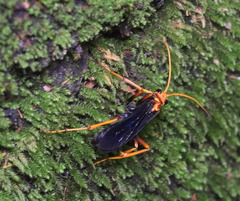 Leptodialepis bipartitus
