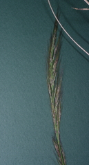 Austrostipa breviglumis