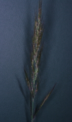 Austrostipa breviglumis