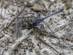 Orthetrum boumiera