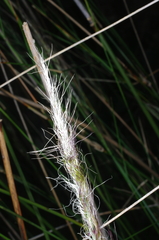 Austrostipa breviglumis