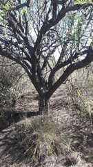 Prosopis flexuosa