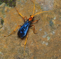 Leptodialepis bipartitus