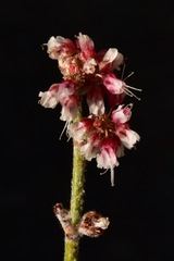 Eriogonum nummulare