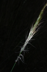 Austrostipa breviglumis