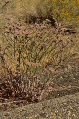 Eriogonum nummulare