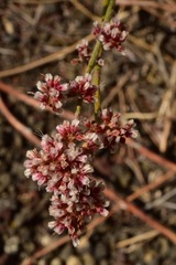 Eriogonum nummulare