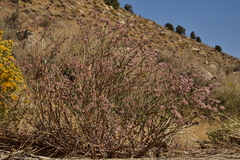 Eriogonum nummulare
