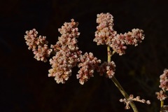 Eriogonum nummulare