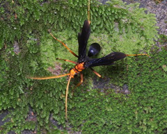 Leptodialepis bipartitus