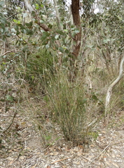 Austrostipa breviglumis