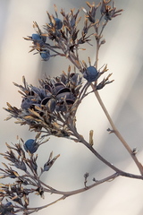 Haemodorum coccineum