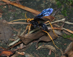 Leptodialepis bipartitus