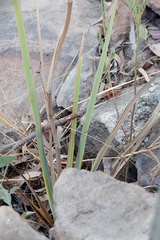 Haemodorum coccineum