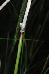 Austrostipa breviglumis