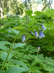 Mertensia paniculata
