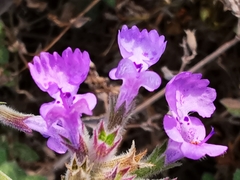 Nepeta grandiflora