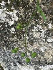 Senecio colensoi