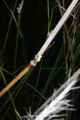 Austrostipa breviglumis
