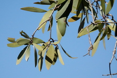 Melaleuca viridiflora