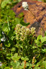 Castilleja parviflora albida