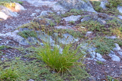 Carex illota