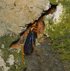 Leptodialepis bipartitus